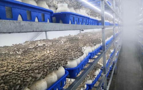总投资2亿元 上海光明食品集团工厂化食用菌生产项目投产